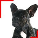 Brindle French Bulldog