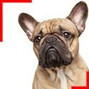 Fawn French Bulldog