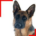 Short-Haired German Shepherd