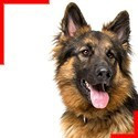 Long-Haired German Shepherd