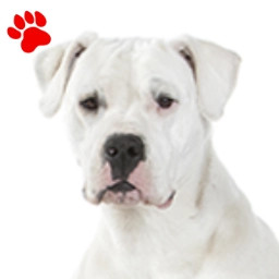 Dogue Argentin