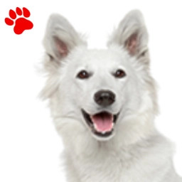 Berger Blanc Suisse