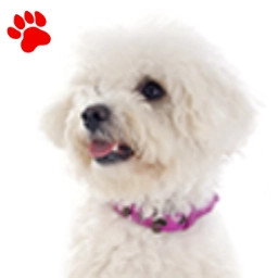 Bichon Frisé