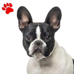Bouledogue Caille