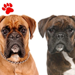 Boxer (2 couleurs)