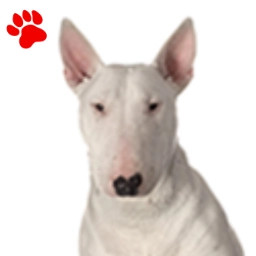 Bull Terrier Blanc