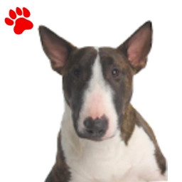 Bull Terrier Bringé
