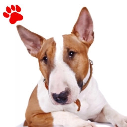 Bull Terrier Fauve