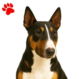 Bull Terrier Tricolore
