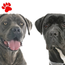 Cane Corso