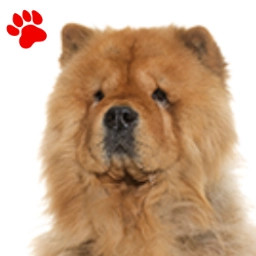 Chow-Chow