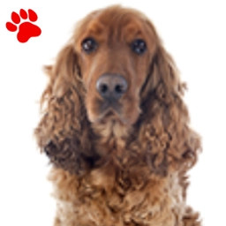 Cocker Golden
