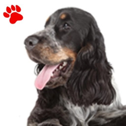 Cocker Tricolore