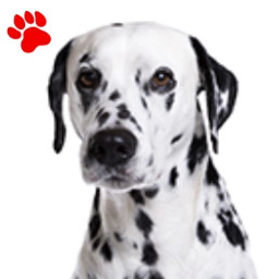 Dalmatien