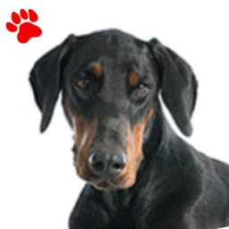 Dobermann