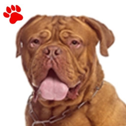 Dogue de Bordeaux