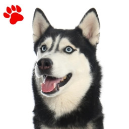 Husky