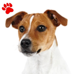 Jack Russell