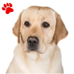 Labrador Sable
