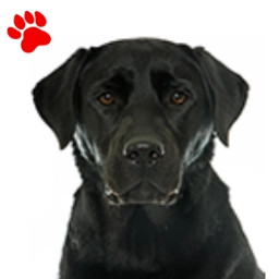 Labrador Noir