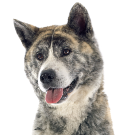 A11 Akita.png