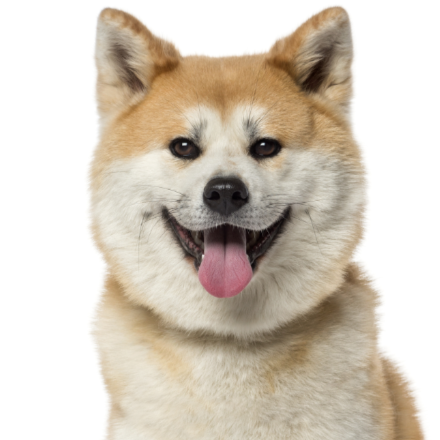 A23 Akita.png