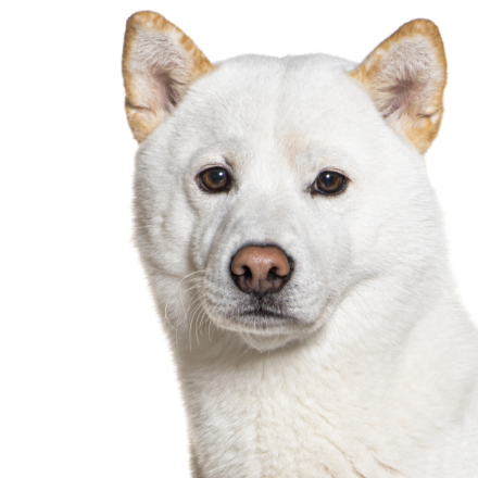 A25 Akita.png
