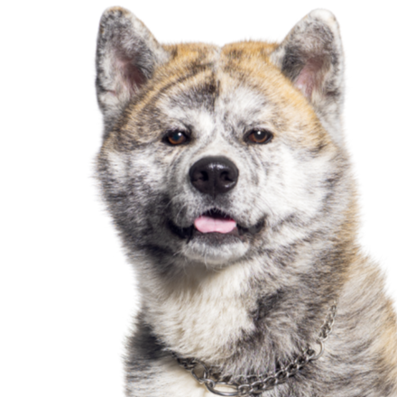 A26 Akita.png