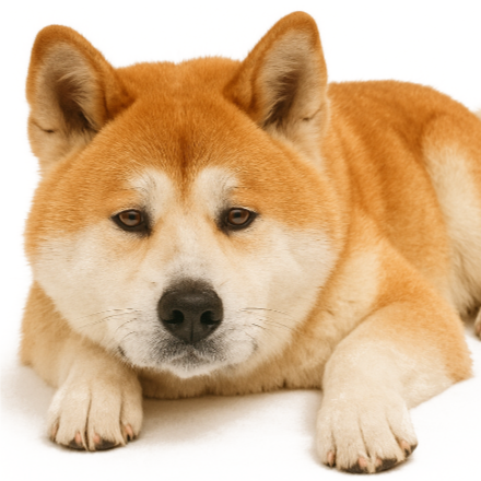 A28 Akita.png