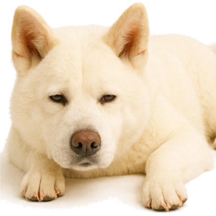 A29 Akita.png