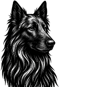 Bu3 Berger Hollandais poils longs.png