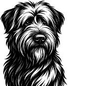 Bu2 Bouvier des Flandres.png
