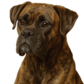 BP0 Boxer @GPT.png