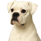 Bq5 Boxer tout blanc.png