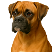 Bq6 Boxer fauve.png