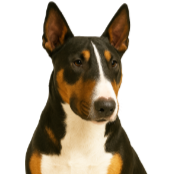 Bq8 Bull Terrier tricolore.png