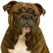 Bq9 Bulldog bringé.png