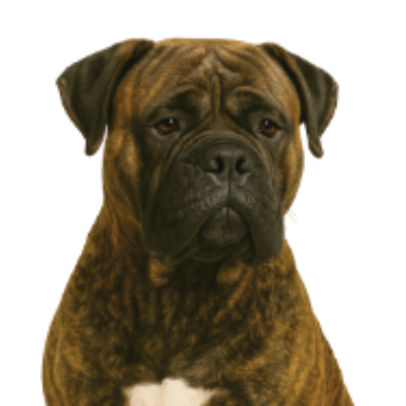 Br0 Bullmastiff brinbgé.png