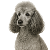 Cc8 Caniche gris.png