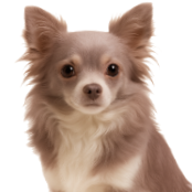 Cd1 Chihuahua Lila PL.png