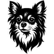 Cd9 Chihuahua poils longs.png