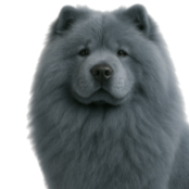 Cd2 Chow-Chow gris.png