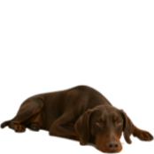 D48 Dobermann marron et tan.png