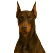 D52 Dobermann marron oreilles taillées.