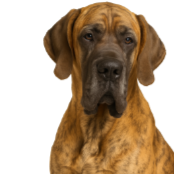 D56 Danois, Dogue Allemand bringé.png