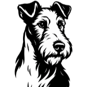 F14Fox-Terrier à poils durs.png
