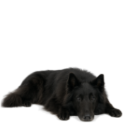 G13 Groenendael.png