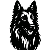 G17 Berger Belge Groenendael.png