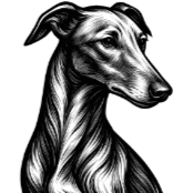 L54 Lévrier Galgo Espagnol.png