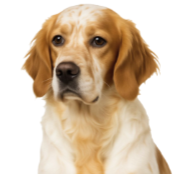 Sa7 Setter Anglais Belton Orange.png